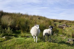 haworth moor rooute to top withens 2 sm.jpg